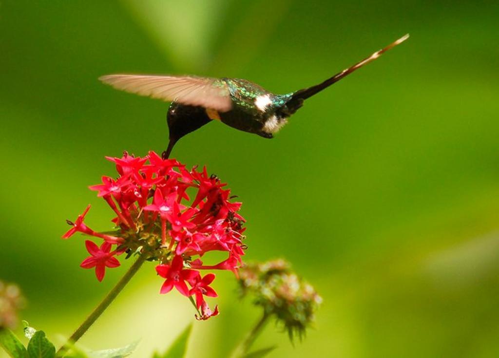 Reserva Natural Atitlan Panajachel Eksteriør billede